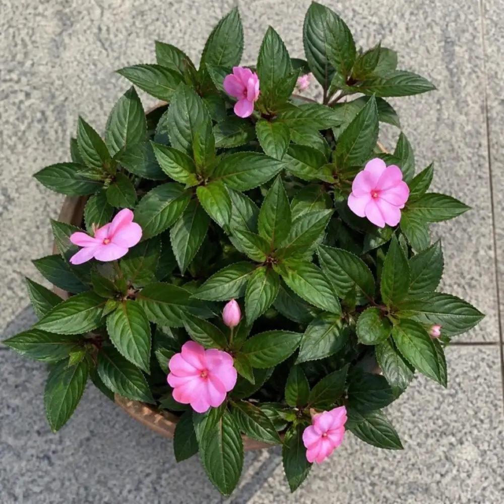 非洲鳳仙花