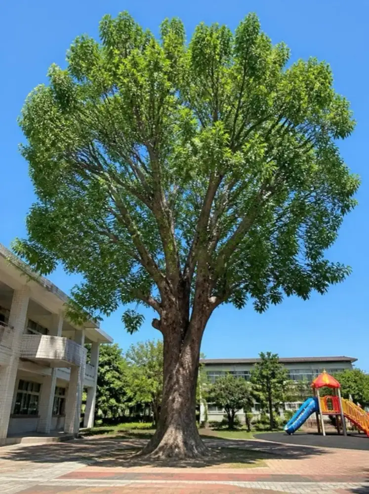 樟樹