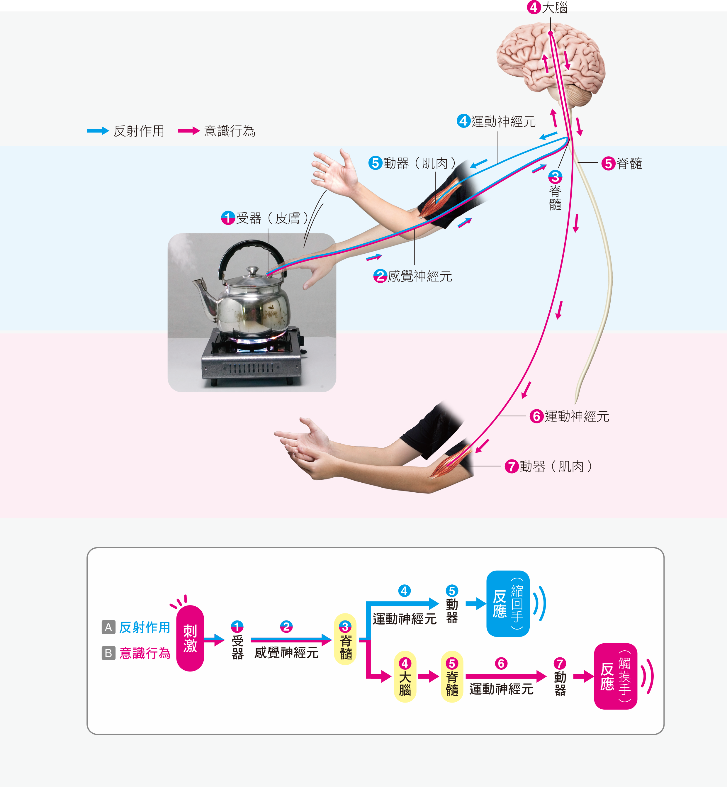 課本圖