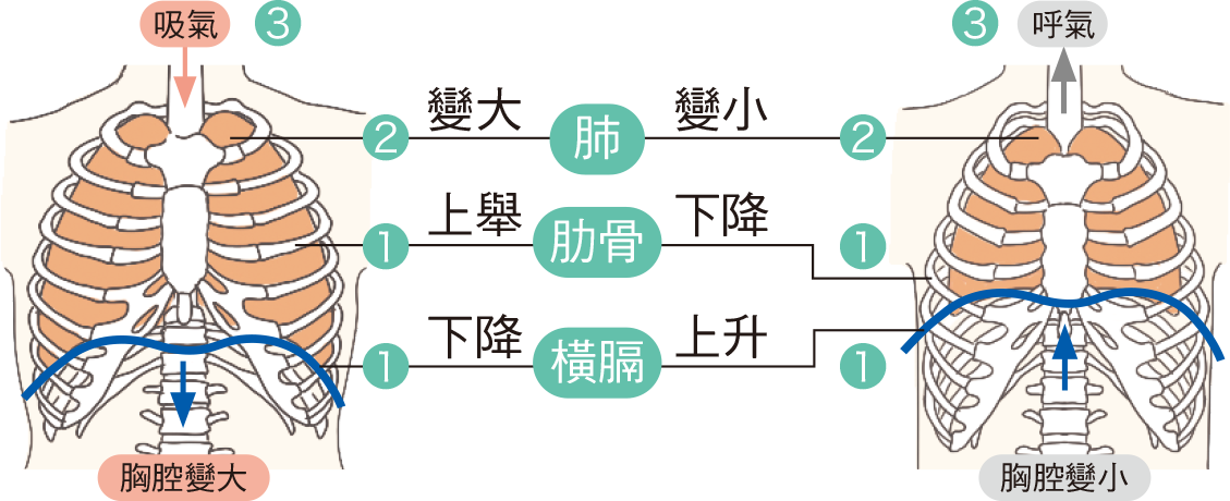 課本圖